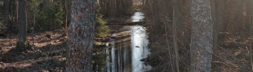 Saviniemi